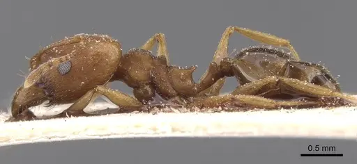 Pheidole triconstricta specimen CASENT0913463 image casent0913463_3