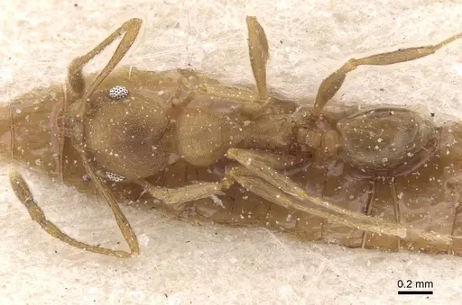 Pheidole triconstricta specimen CASENT0913464 image casent0913464_1