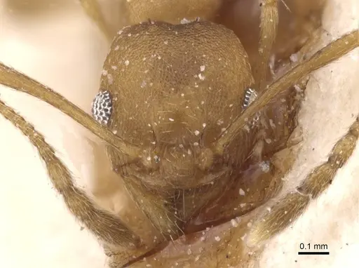 Pheidole triconstricta specimen CASENT0913464 image casent0913464_2