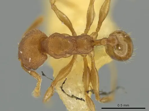 Pheidole trinitatis specimen CASENT0645883 image casent0645883_1