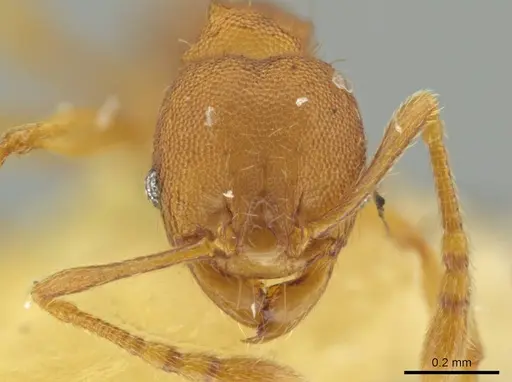 Pheidole trinitatis specimen CASENT0645883 image casent0645883_2