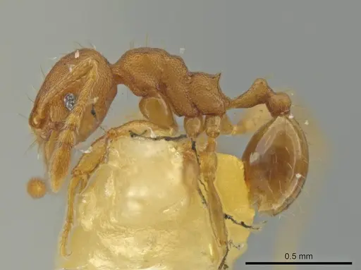 Pheidole trinitatis specimen CASENT0645883 image casent0645883_3