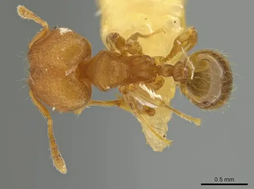 Pheidole trinitatis specimen JTLC000016560 image jtlc000016560_1