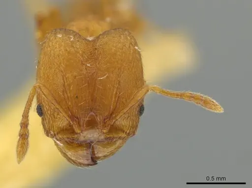 Pheidole trinitatis specimen JTLC000016560 image jtlc000016560_2