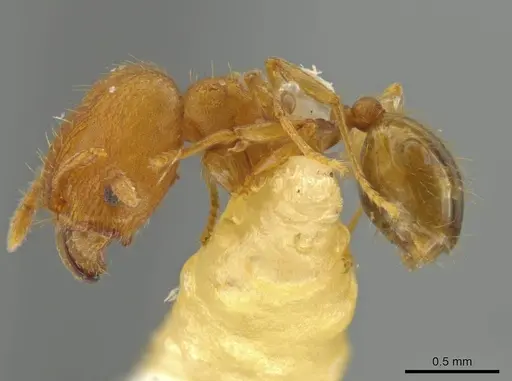 Pheidole trinitatis specimen JTLC000016560 image jtlc000016560_3