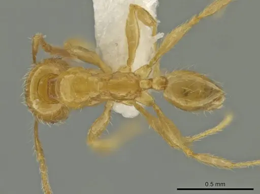 Pheidole triplex specimen CASENT0645884 image casent0645884_1