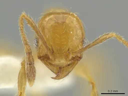 Pheidole triplex specimen CASENT0645884 image casent0645884_2