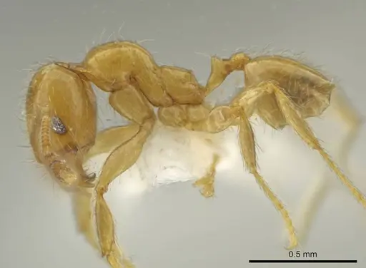 Pheidole triplex specimen CASENT0645884 image casent0645884_3