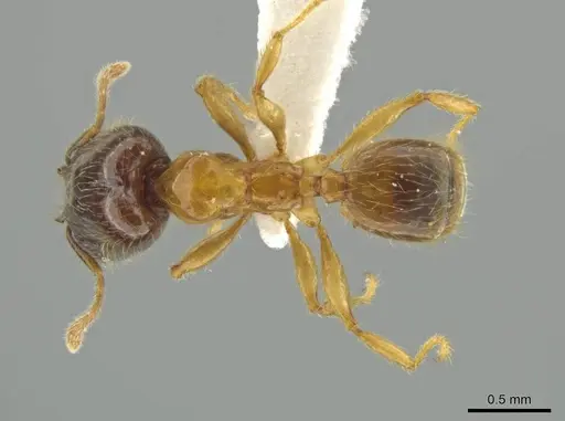 Pheidole triplex specimen JTLC000016561 image jtlc000016561_1