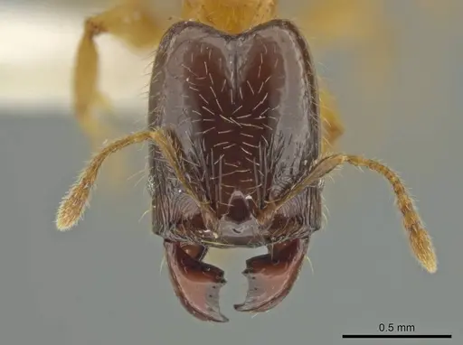 Pheidole triplex specimen JTLC000016561 image jtlc000016561_2