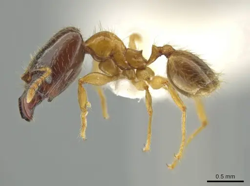 Pheidole triplex specimen JTLC000016561 image jtlc000016561_3