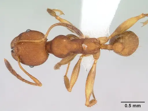 Pheidole tristis specimen CASENT0178062 image casent0178062_1