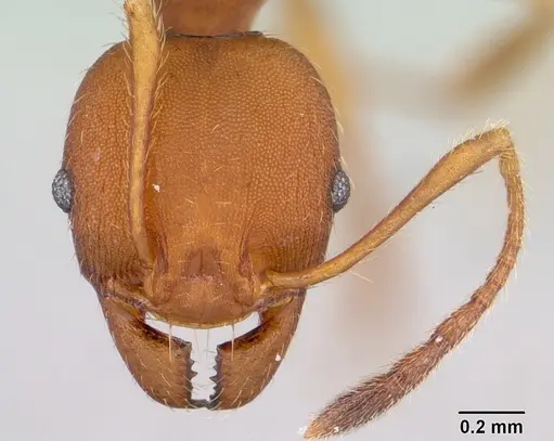 Pheidole tristis specimen CASENT0178062 image casent0178062_2