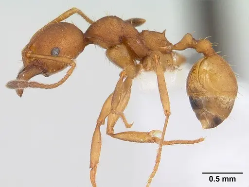 Pheidole tristis specimen CASENT0178062 image casent0178062_3
