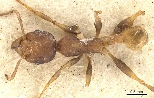 Pheidole tristis specimen CASENT0901573 image casent0901573_1
