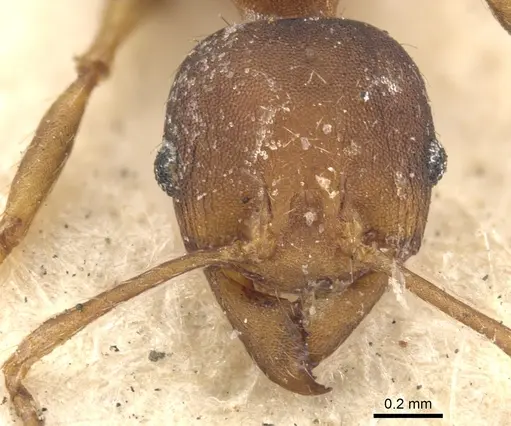Pheidole tristis specimen CASENT0901573 image casent0901573_2
