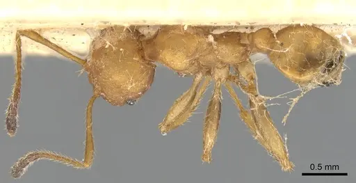 Pheidole tristis specimen CASENT0901574 image casent0901574_1