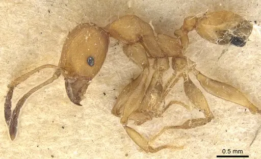 Pheidole tristis specimen CASENT0901574 image casent0901574_3