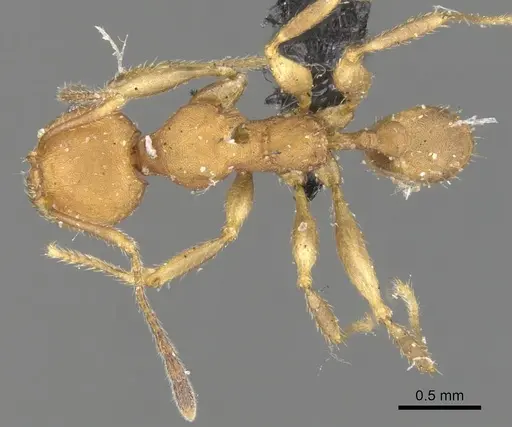 Pheidole tristis specimen CASENT0901575 image casent0901575_1