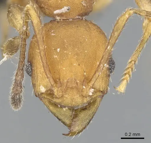 Pheidole tristis specimen CASENT0901575 image casent0901575_2