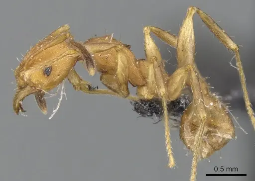 Pheidole tristis specimen CASENT0901575 image casent0901575_3