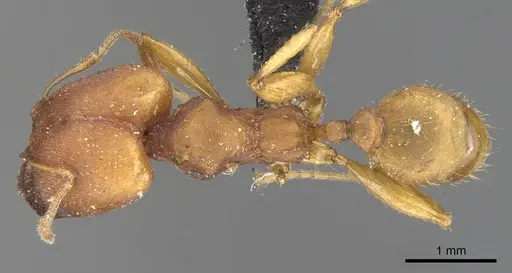 Pheidole tristis specimen CASENT0901576 image casent0901576_1