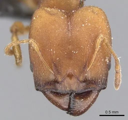Pheidole tristis specimen CASENT0901576 image casent0901576_2