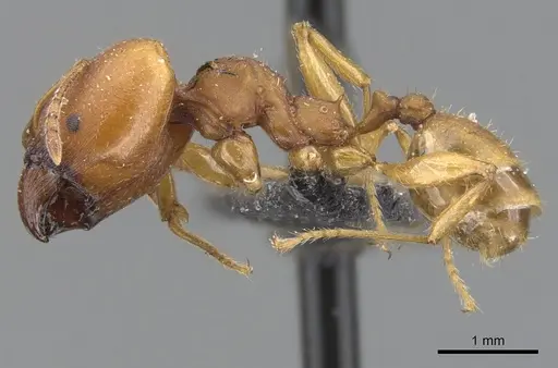 Pheidole tristis specimen CASENT0901576 image casent0901576_3