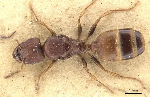 Pheidole tristis specimen CASENT0901577 image casent0901577_1