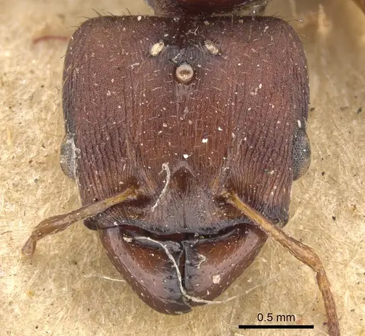 Pheidole tristis specimen CASENT0901577 image casent0901577_2