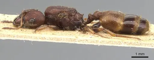Pheidole tristis specimen CASENT0901577 image casent0901577_3
