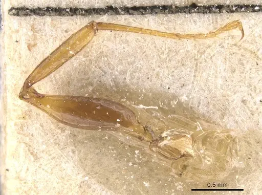 Pheidole tristis specimen CASENT0913467 image casent0913467_1