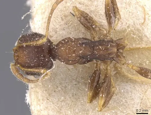 Pheidole tristis specimen CASENT0913468 image casent0913468_1