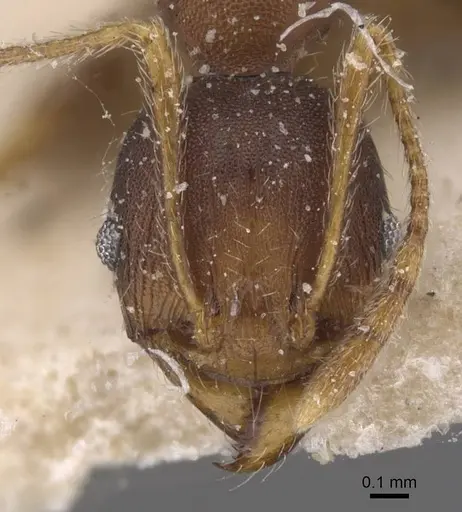 Pheidole tristis specimen CASENT0913468 image casent0913468_2