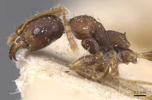 Pheidole tristis specimen CASENT0913468 image casent0913468_3