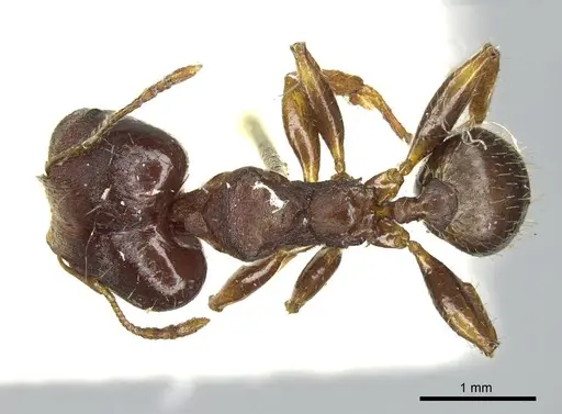 Pheidole tristis specimen CASENT0916073 image casent0916073_1
