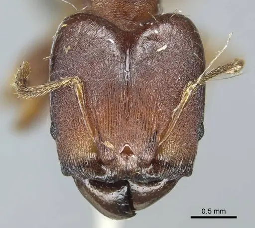 Pheidole tristis specimen CASENT0916073 image casent0916073_2