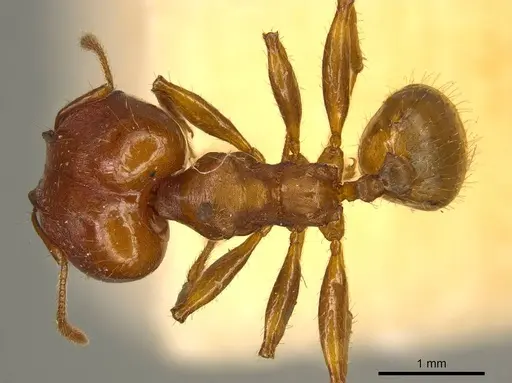 Pheidole tristis specimen CASENT0916074 image casent0916074_1