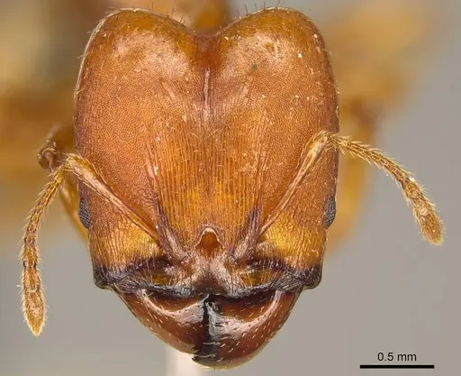 Pheidole tristis specimen CASENT0916074 image casent0916074_2