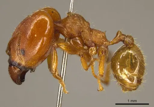Pheidole tristis specimen CASENT0916074 image casent0916074_3