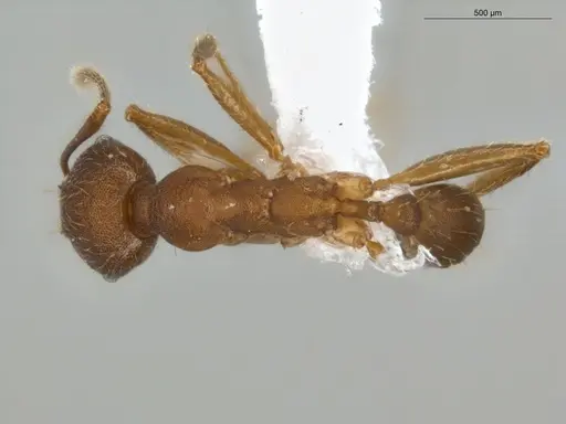 Pheidole tristis specimen ECOFOG-IT14-0281-30 image ecofog-it14-0281-30_1