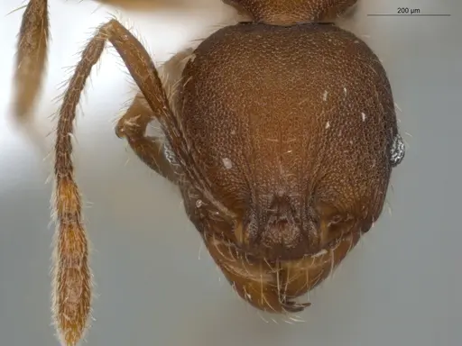 Pheidole tristis specimen ECOFOG-IT14-0281-30 image ecofog-it14-0281-30_2