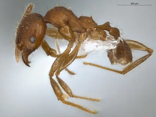 Pheidole tristis specimen ECOFOG-IT14-0281-30 image ecofog-it14-0281-30_3