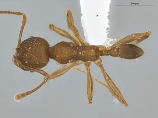 Pheidole tristis specimen ECOFOG-IT14-0429-27 image ecofog-it14-0429-27_1