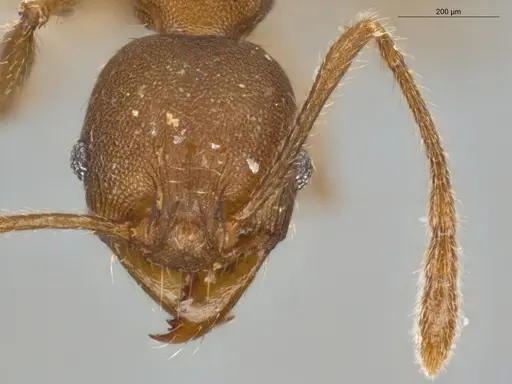 Pheidole tristis specimen ECOFOG-IT14-0429-27 image ecofog-it14-0429-27_2