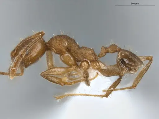Pheidole tristis specimen ECOFOG-IT14-0429-27 image ecofog-it14-0429-27_3
