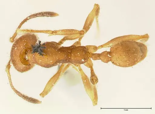 Pheidole tristis specimen FOCOL1425 image focol1425_1