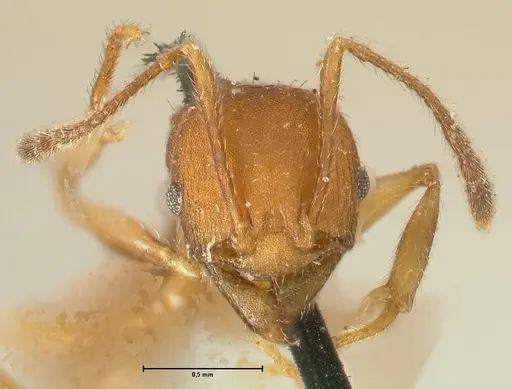 Pheidole tristis specimen FOCOL1425 image focol1425_2