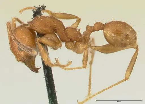 Pheidole tristis specimen FOCOL1425 image focol1425_3