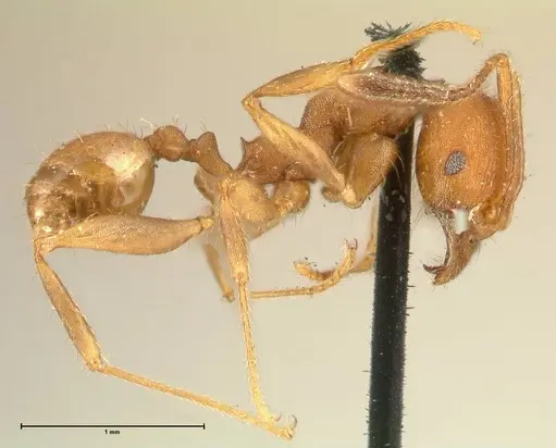 Pheidole tristis specimen FOCOL1425 image focol1425_4